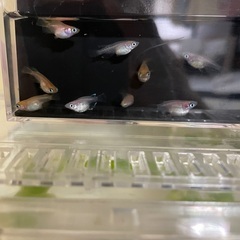 メダカ　ダルマ、半ダルマの針子の画像