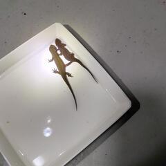 珍　アカハライモリ　色彩変異個体　黄系