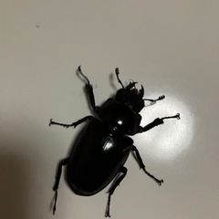 ギラファノコギリクワガタの画像