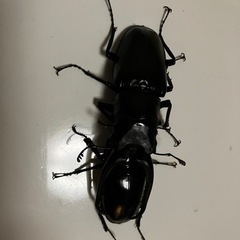 ギラファノコギリクワガタの画像