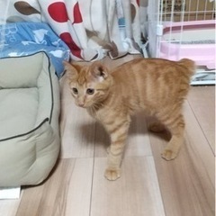 ☆そっくりな茶トラ兄弟②☆ - 秋田市