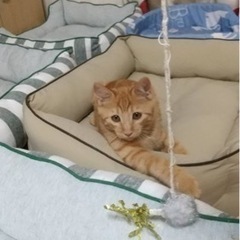 ☆そっくりな茶トラ兄弟②☆ - 猫