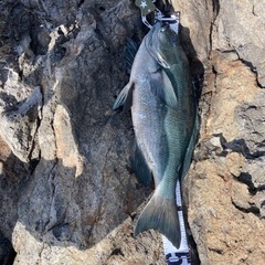 釣り仲間募集