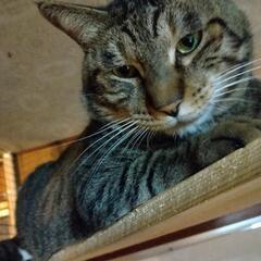 10/1猫のふれあい里親会開催！