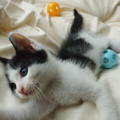 子猫の里親募集です  =^_^=