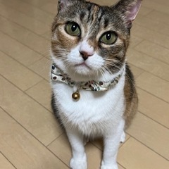 三毛猫♀メルちゃん　推定４歳