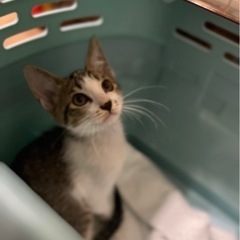 ぎじしろオス2ヶ月半　里親さん決まりました - 松阪市