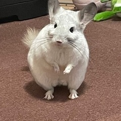 チンチラ　バイド