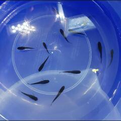 黑天幻龍めだかｼﾙﾊﾞ-ｱｲ幼魚若魚10匹の画像