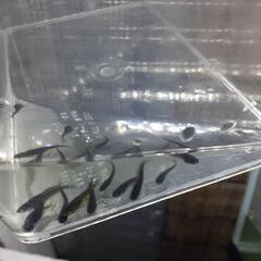 黑天幻龍めだかｼﾙﾊﾞ-ｱｲ幼魚若魚10匹の画像