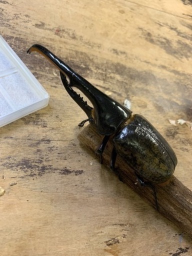 ヘラクレスオオカブト幼虫4頭セット