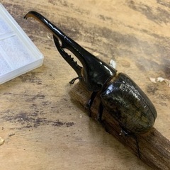 ヘラクレスオオカブト幼虫4頭セット