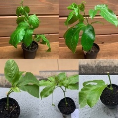 パッションフルーツ苗5ケ