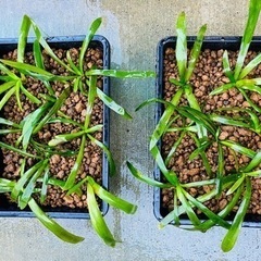 ナガバオモダカ 水中葉【育苗コンテナ植え2個セット】メダカ 冬眠...