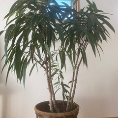 大型観葉植物 【ショウナンゴムの木】お譲りします。