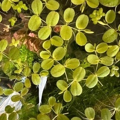 サンショウモ 10株 浮草 無農薬