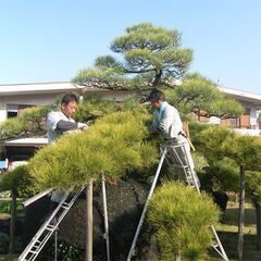 造園！庭師！募集！大阪！寮完備！日給1万円～1万５千円(各種手当含む)　電話面接　履歴書不要　スマホ契約サポートありの画像