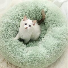 子猫 仔猫用 ベッド 猫用 ネコ ねこ