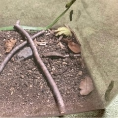 あおむしに柑橘系の葉が欲しいです！