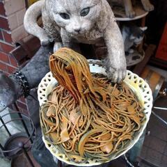 BAR飲み同好会(キャッツポウ)