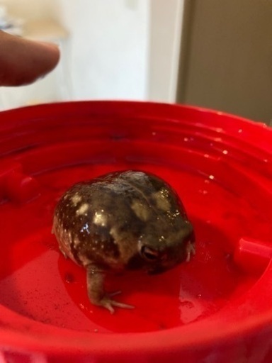 アメフクラガエル 1匹