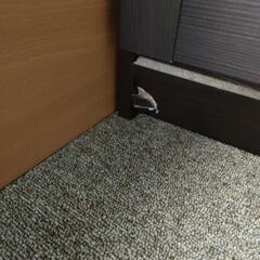 棚　ダークブラウンの画像