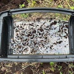 カブトムシ幼虫