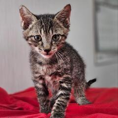 キジトラ♂️サバトラ？猫☆急募