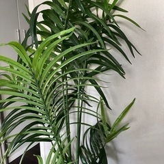 IKEA FEJKA フェイカ 人工観葉植物, 室内/屋外用 ケンチャヤシ