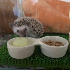 決まりました。ハリネズミ︎︎ ♀です。