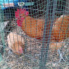 名古屋コーチン🐔雄雌です。る