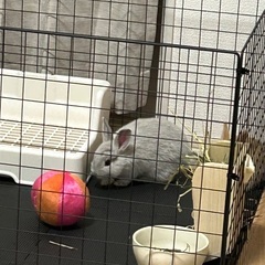 ミニうさぎ赤ちゃん