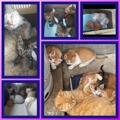 可愛い子猫三匹