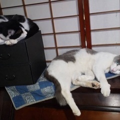 【代理】猫の里親を募集です。2歳くらい〜10歳を越えの猫がいます。