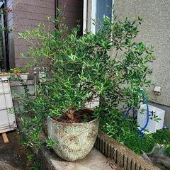 オリーブ