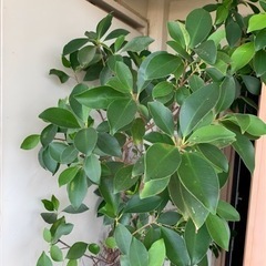 ガジュマル　多幸の木　観葉植物　