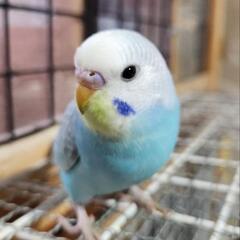セキセイインコ　②　商談中