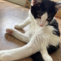 保護猫の出産した子猫5/12生まれメス1、オス2