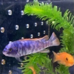 セール中アフリカンシクリッド Labeotropheus trewavasae Lions Cove O.B WILD.F1、 の画像