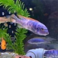 セール中アフリカンシクリッド Labeotropheus tre...