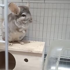 チンチラ飼育してる人