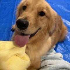 (里親様決定)甘えん坊子犬１０ヵ月。ゴールデンレトリーバーの男の...