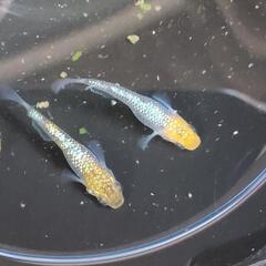 人気メダカ　天界　強美ラメ若魚　数量限定　御譲り致します！