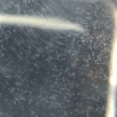 PSB・ゾウリムシの画像