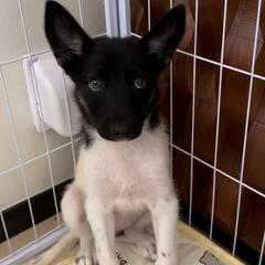 ハッピーワンライフを待ってます（びわちゃん）川口市