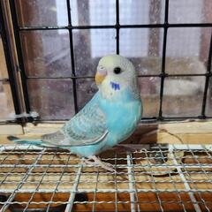 セキセイインコ　③　商談中