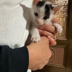 里親さん募集してます‼️元気な５兄妹