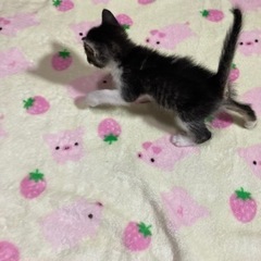 里親さん募集しています‼️元気な５兄妹です。 − 青森県