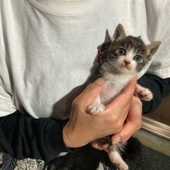 里親さん募集しています‼️元気な５兄妹です。