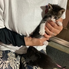 里親さん募集しています‼️元気な５兄妹です。 - 猫
